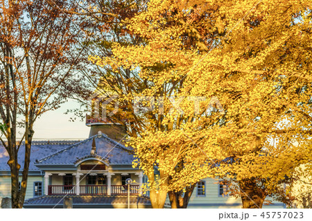 日本の秋 水戸歴史館 イチョウ並木の紅葉 日本の秋 水戸歴史館 イチョウ並木の紅葉 45757023