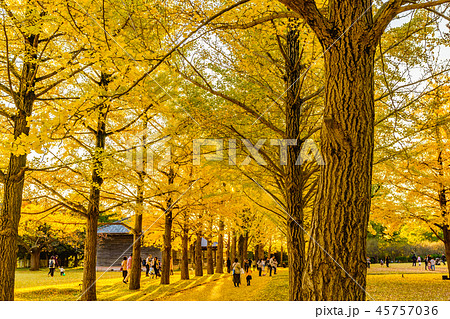 日本の秋 水戸歴史館 イチョウ並木の紅葉 日本の秋 水戸歴史館 イチョウ並木の紅葉 45757036