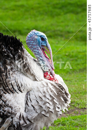 Portrait of a turkey male or gobbler closeup on a green background Portrait of a turkey male or gobbler closeup on a green background 45757685
