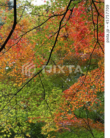 紅葉・秋イメージ 紅葉・秋イメージ 45757709