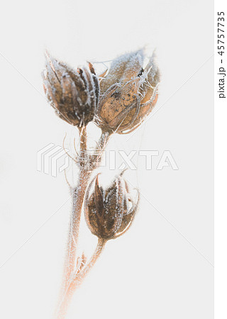 Dry hibiscus blooms in winter covered by frost 45757735