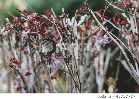 Decorative red leaves berberis with cutting twigs 45757777