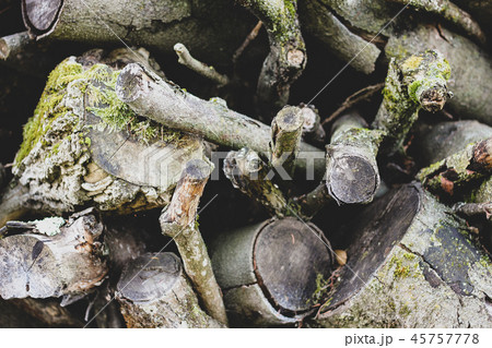 Mess of gray logs and branches with green moss Mess of gray logs and branches with green moss 45757778