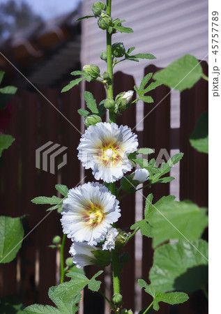 Hollyhock or Malva Flower In The Garden Closeup Hollyhock or Malva Flower In The Garden Closeup 45757789