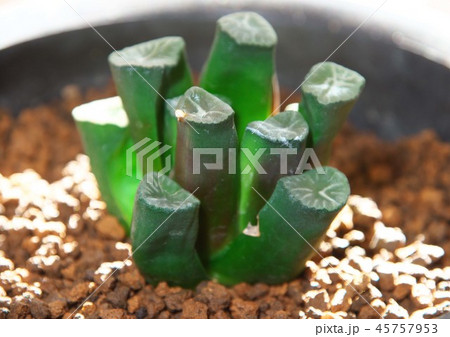 ハオルチア　万象 45757953