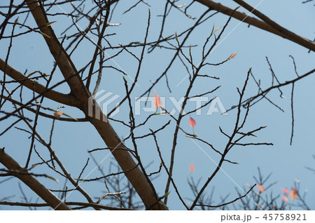 Top view with tree branch and blue sky 45758921