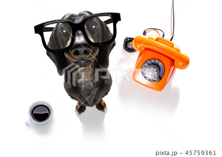 office worker businessman sausage dachshund dog 45759361