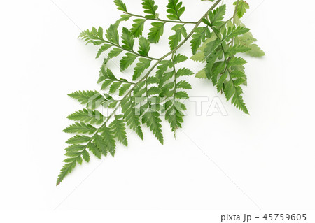 レザーリーフファン: Leatherleaf fern 45759605
