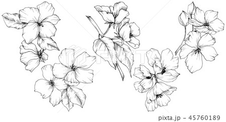 Vector. Appe blossom flowers. Wild spring leaf. Isolated apple b Vector. Appe blossom flowers. Wild spring leaf. Isolated apple b 45760189