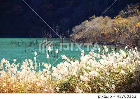 輝くススキ 45760352