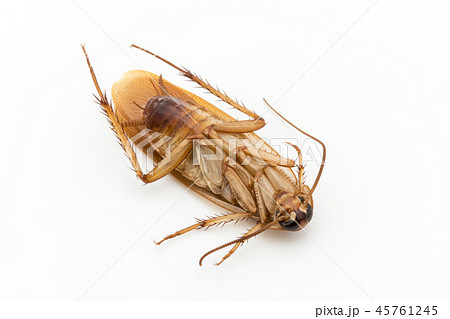 死んだゴキブリ: dead cockroach 45761245