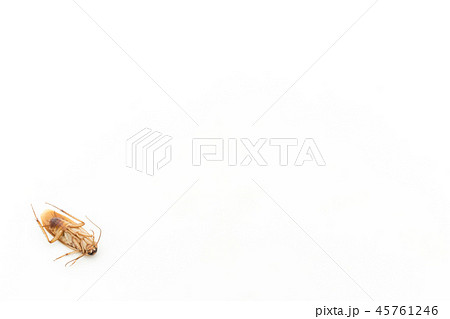 死んだゴキブリ: dead cockroach 45761246