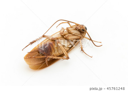 死んだゴキブリ: dead cockroach 死んだゴキブリ: dead cockroach 45761248