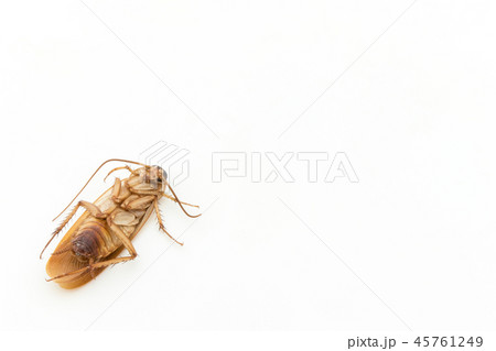 死んだゴキブリ: dead cockroach 45761249