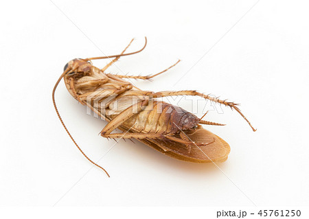 死んだゴキブリ: dead cockroach 45761250