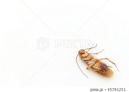 死んだゴキブリ: dead cockroach 45761251
