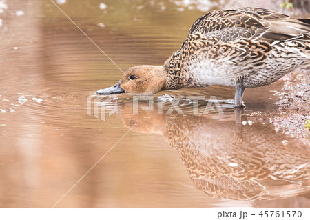 水面に映るオナガガモ 45761570