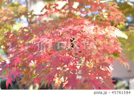 紅葉の光明寺 紅葉の光明寺 45761584