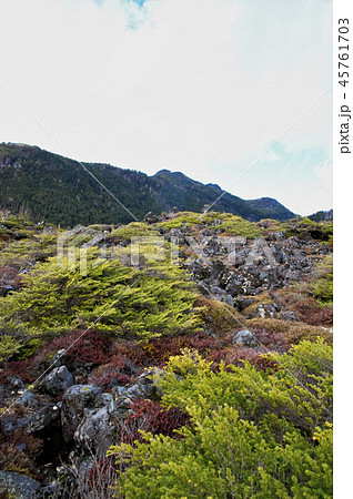 秋の北八ヶ岳　坪庭 45761703