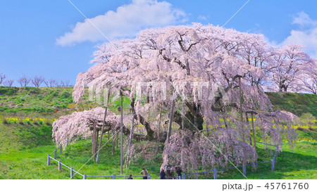 一本桜 - 三春滝桜 45761760
