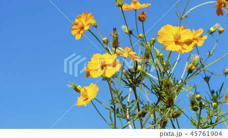 Bunch of beautiful yellow flowers on clear sky Bunch of beautiful yellow flowers on clear sky 45761904