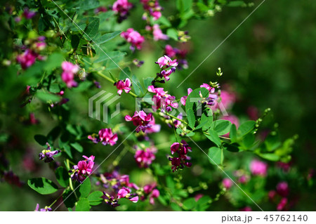 ミヤギノハギの花咲く 45762140