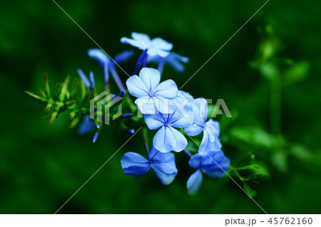 雨上り、プルンバコの花 45762160