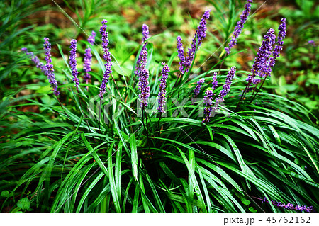 雨上り、ヤブランの花 45762162