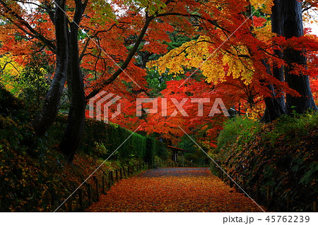 世界遺産　紅葉の中尊寺 45762239