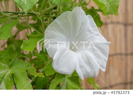 アサガオ578 45762373