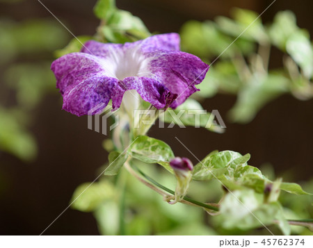 アサガオ579 45762374