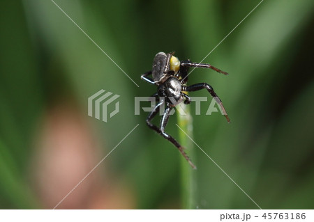 生き物 蜘蛛 コカニグモ 黒くて丸くてペッタンコの小さいクモ 普段は樹皮下などに隠れていますの写真素材