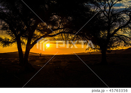 ナミブ砂漠 ナミビア アフリカ ナミブ砂漠 ナミビア アフリカ 45763356