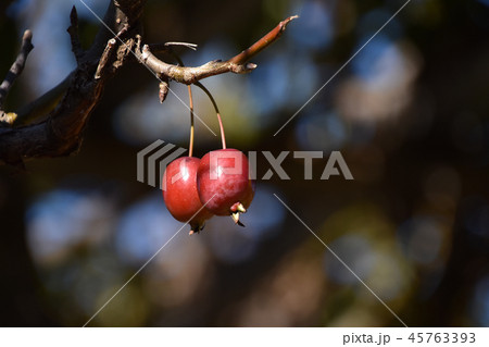 ひめりんご（姫林檎） 45763393