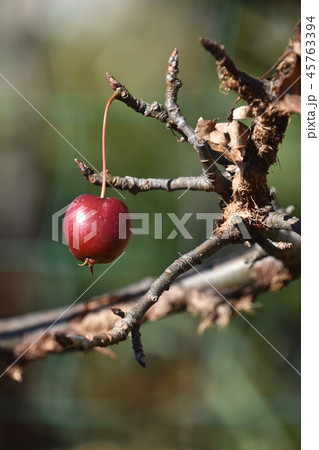 ひめりんご（姫林檎） 45763394