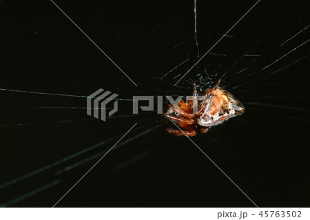 生き物 蜘蛛 ヤマトゴミグモ、横から見ると高くとがったお尻が特徴的です 生き物 蜘蛛 ヤマトゴミグモ、横から見ると高くとがったお尻が特徴的です 45763502