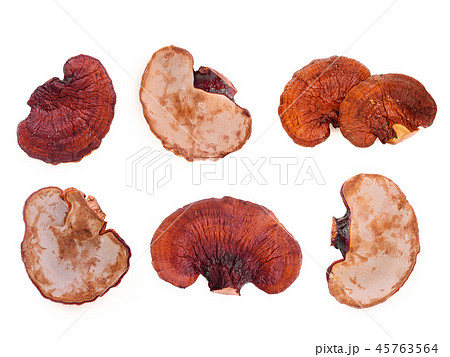 set of dried lingzhi mushroom isolated on white set of dried lingzhi mushroom isolated on white 45763564