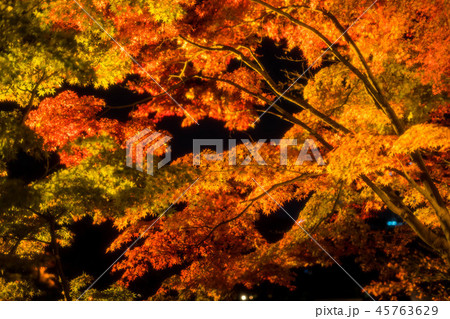 もみじ53 もみじ53 45763629
