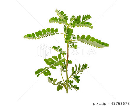 Phyllanthus niruri herb isolated on white  45763678