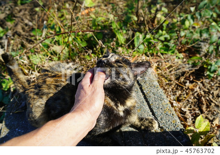 猫・野良猫・外ネコ・錆柄・噛む 猫・野良猫・外ネコ・錆柄・噛む 45763702