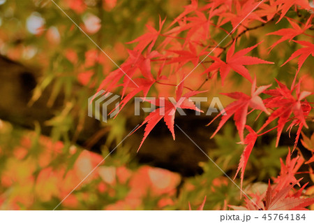 紅葉の彩り 紅葉の彩り 45764184