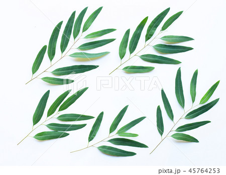 Eucalyptus oil bottle with leaves Eucalyptus oil bottle with leaves 45764253