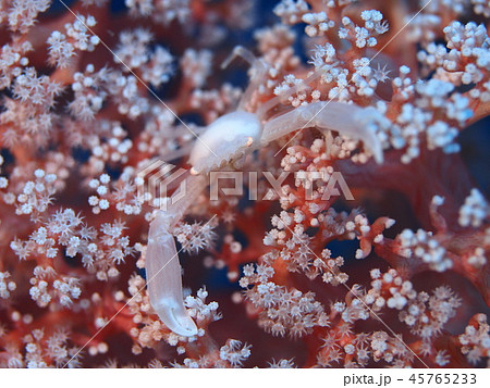 カニの仲間？ 45765233