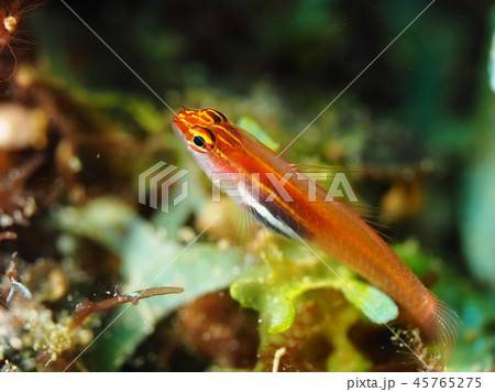 シロオビイソハゼ 45765275