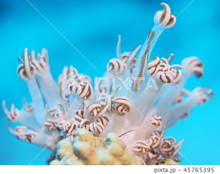 ナガレモエビの仲間 45765395