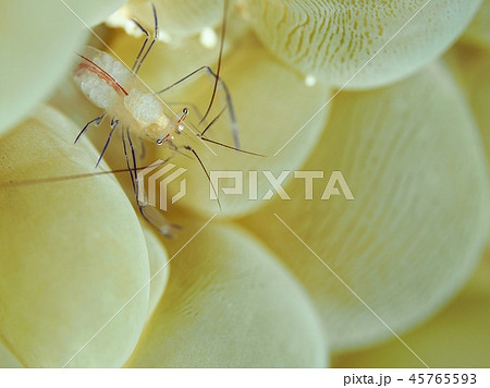 バブルコーラルシュリンプ 45765593