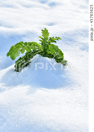 北海道乙部町のダイコン畑に残った大根に雪がかぶった冬の風景を撮影 北海道乙部町のダイコン畑に残った大根に雪がかぶった冬の風景を撮影 45765625