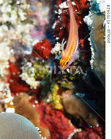 シロオビイソハゼ 45765628