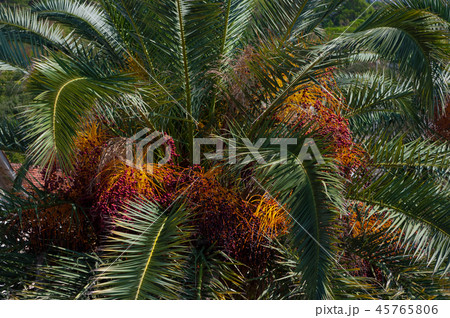 A close-up view of the leaves of a palm tree. A close-up view of the leaves of a palm tree. 45765806