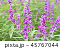 サルビア 45767044